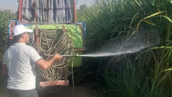 حملة مكثفة بالأقصر لمواجهة إصابة زراعات القصب بالحشرة القشرية الرخوة