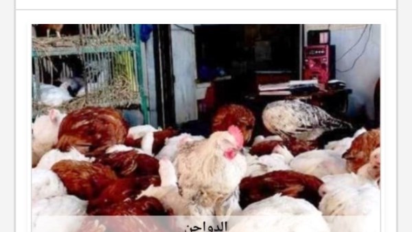 الدواجن 