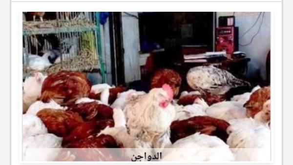 الدواجن 