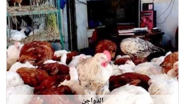 الدواجن