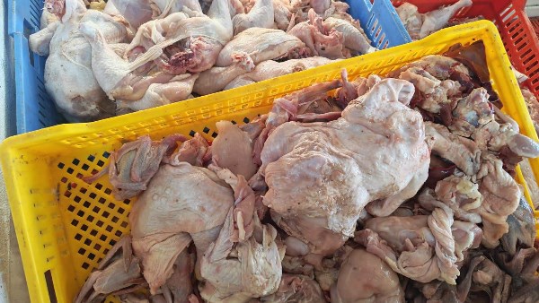 الدواجن المضبوطة فى الحملة التموينية