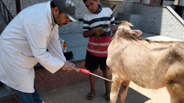 الخدمات البيطرية 