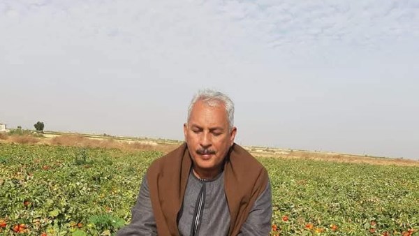 الطماطم