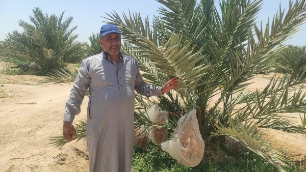 بشائر المجدول في طور سيناء 