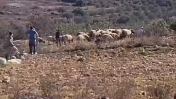 عبث المستوطنين بإطلاق مواشيهم في أراضي الفلسطينيين 