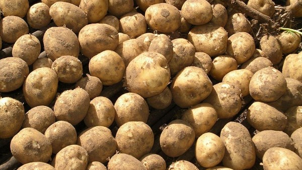 بطاطس