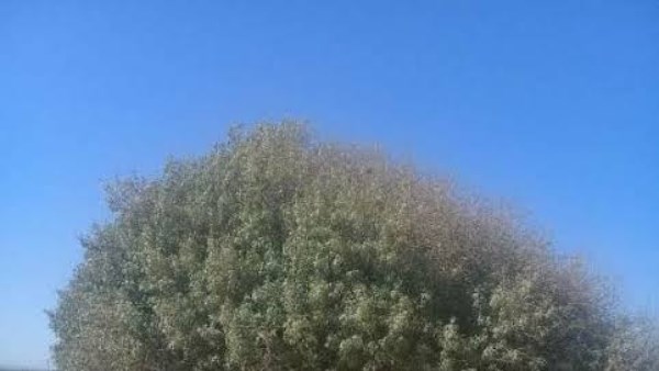 شجرة البقيعاوية