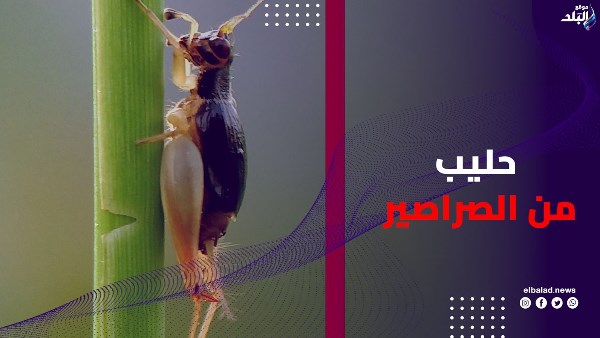 حليب الصراصير