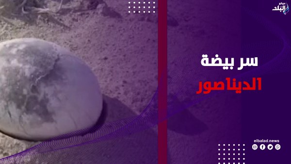 سر بيضة الديناصور
