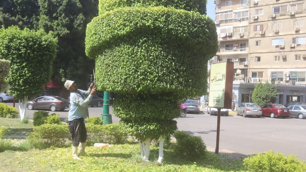 تفاصيل خطة تشجير وتجميل محافظةالجيزة