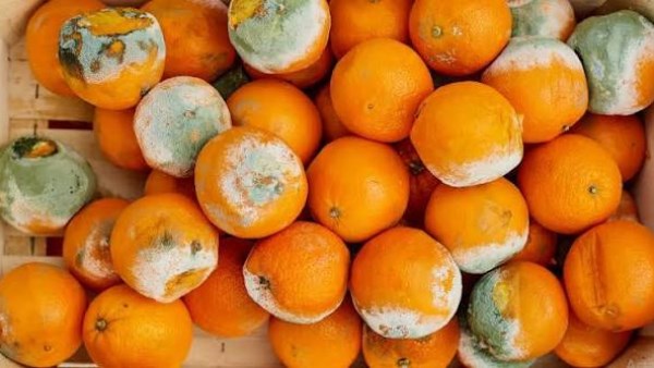 العفن على الفاكهة.. هل تناولها قد يهدد صحتك؟