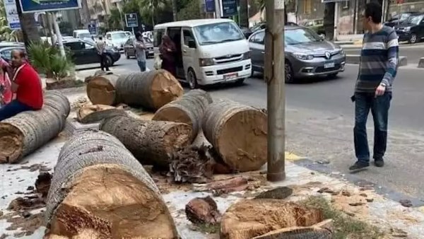 نشأت الديهي: قطع الأشجار القديمة جريمة