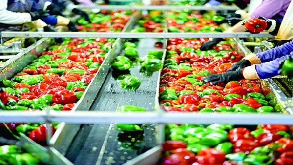 عضو بغرفة الصناعات الغذائية: الدول العربية في صدارة أسواق صادرات الصناعات الغذائية ومصر تتوسع في الأسواق الأوروبية