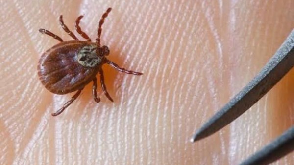 نشرة المرأة والمنوعات