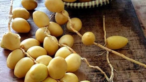 هل البلح الأصفر يرفع سكر الدم؟