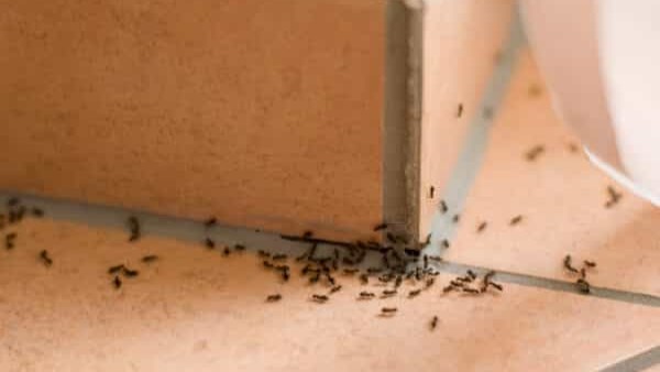 وصفات طبيعية لطرد النمل من المنزل