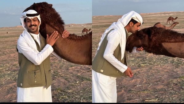 أغلى إبل في العالم
