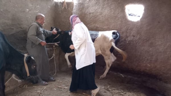 تحصين الماشية 