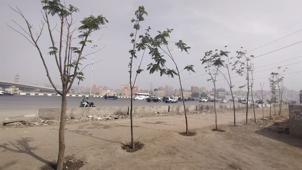 زراعة الأشجار 