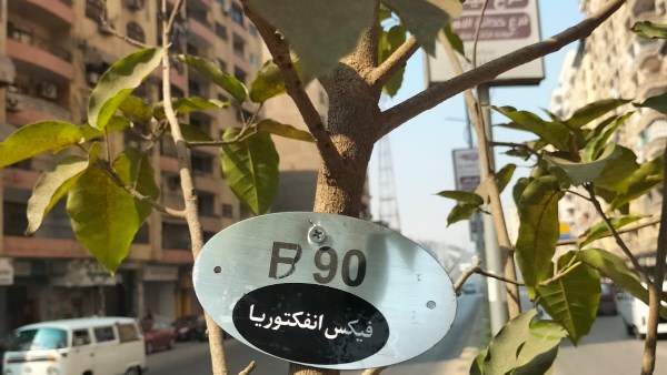 زراعة الأشجار 