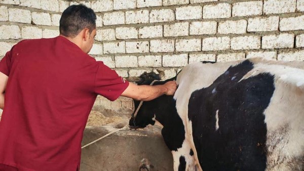 تحصين رؤوس الماشية 