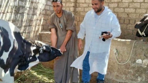 تحصين الماشية 