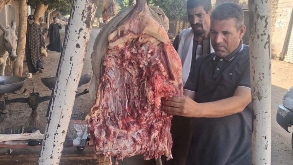 حملات بيطرية مكثفة 