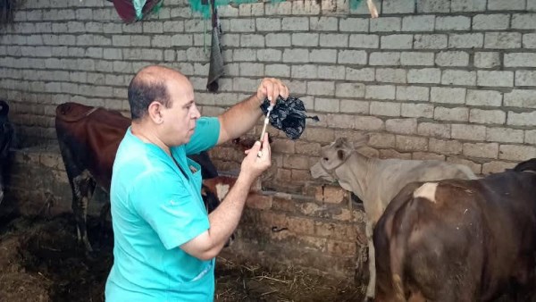تكثيف حملات التحصين للثروة الحيوانية بأسيوط