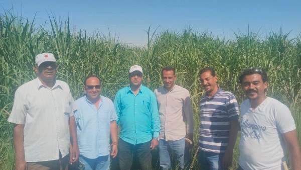 زراعة الأقصر تواصل حملات فحص قصب السكر بإسنا وتوجه المزارعين بسرعة التعامل مع الإصابات المحدودة