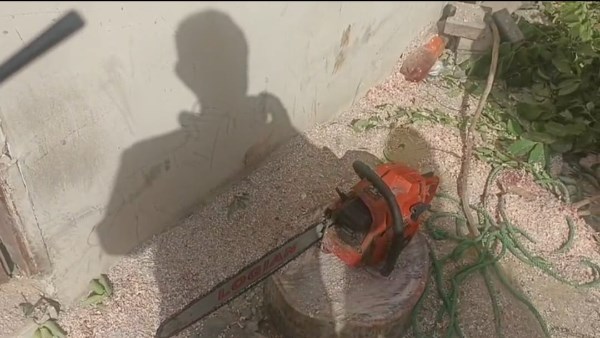 ضبط مواطن يقطع الاشجار بالاقصر 