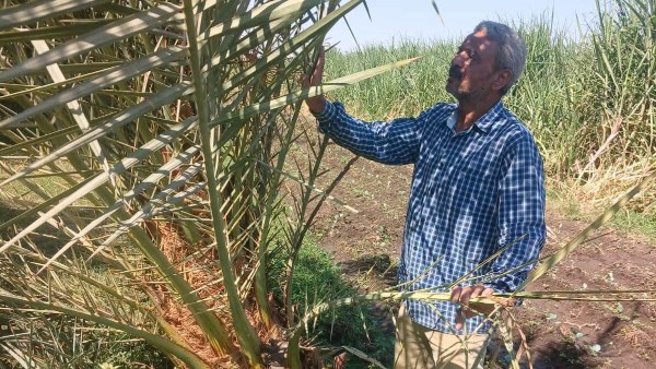 الزراعة تكثف حملاتها لفحص زراعات قصب السكر والمانجو بإسنا ومكافحة الآفات