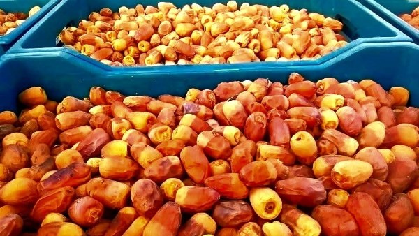 محصول البلح 