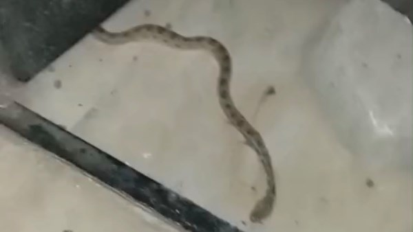 العثور على ثعبان 