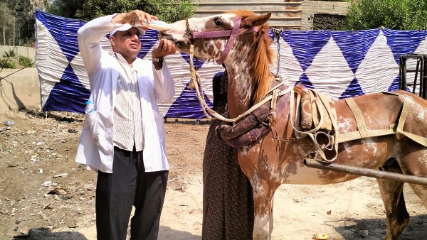 قوافل بيطرية بالغربية 