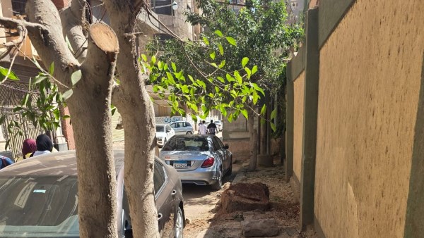 مذبحة الأشجار بشوارع المحلة 