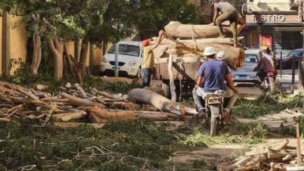 واقعة أشجار المحلة 