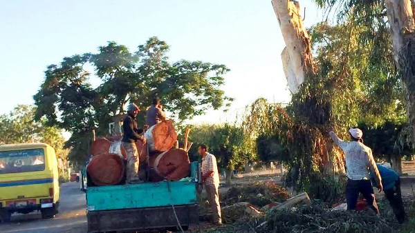 مذبحة الأشجار بشوارع المحلة 