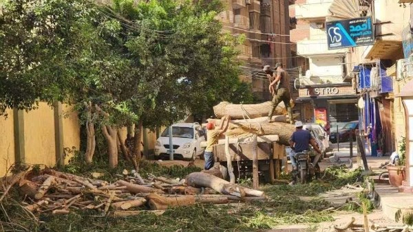 مذبحة الأشجار بشوارع المحلة 