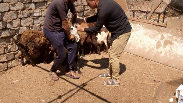 حملات مرورية بالغربية 