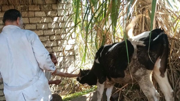 قوافل بيطرية بالغربية 