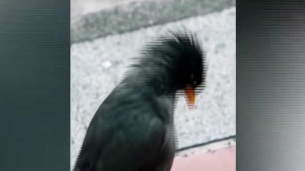 طائر المينا