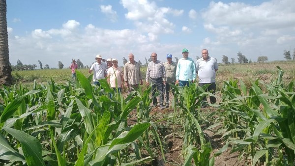 الزراعة تدعم منظومة التقاوي