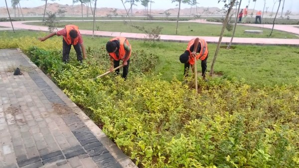 معدلات التشجير