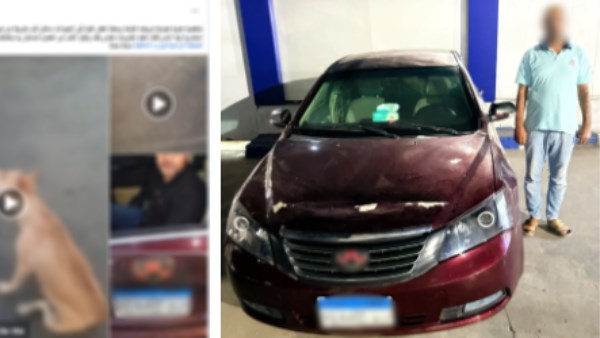 القبض على المتهم بسحل كلب بسيارته في الإسكندرية