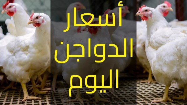 اسعار الدواجن اليوم 