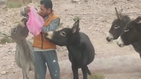 الحمير في وادي جبال بسانت كاترين 