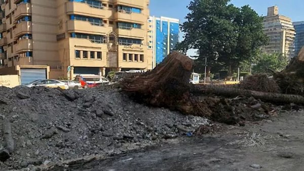قطع شجر