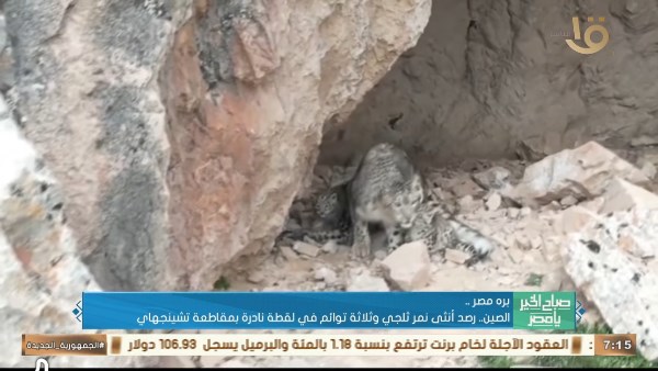جانب من التغطية 