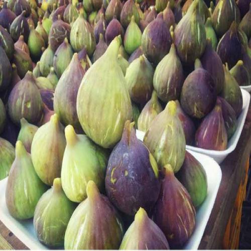 تفسير ابن سيرين والنابلسي رؤية التين في المنام.. فوائد صحية ترمز لها! - رؤية التين في المنام وتفسيرها