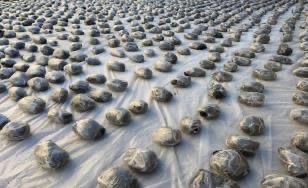 قيمتها 150 مليون جنيه.. الداخلية تحبط محاولة جلب 2 طن مخدرات